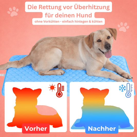 PfotenFrisch - Der Bestseller