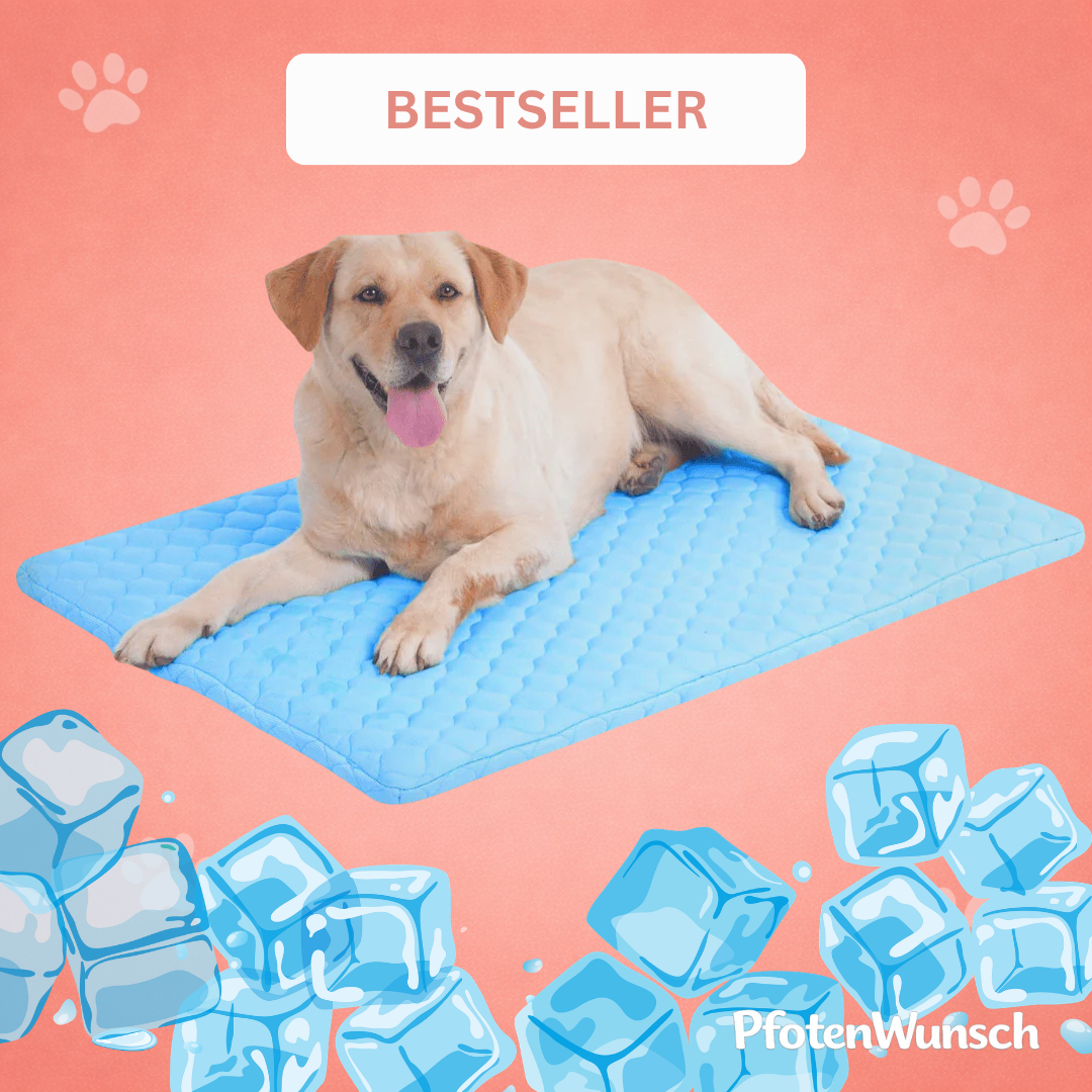 PfotenFrisch - Der Bestseller